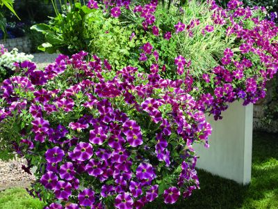 beet-balkon-pflanzen_017.jpg