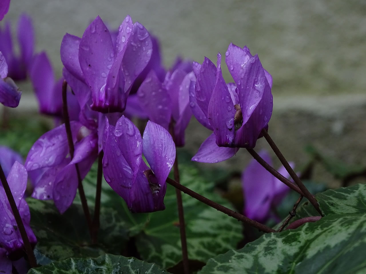 Alpenveilchen Blumen Saaletal