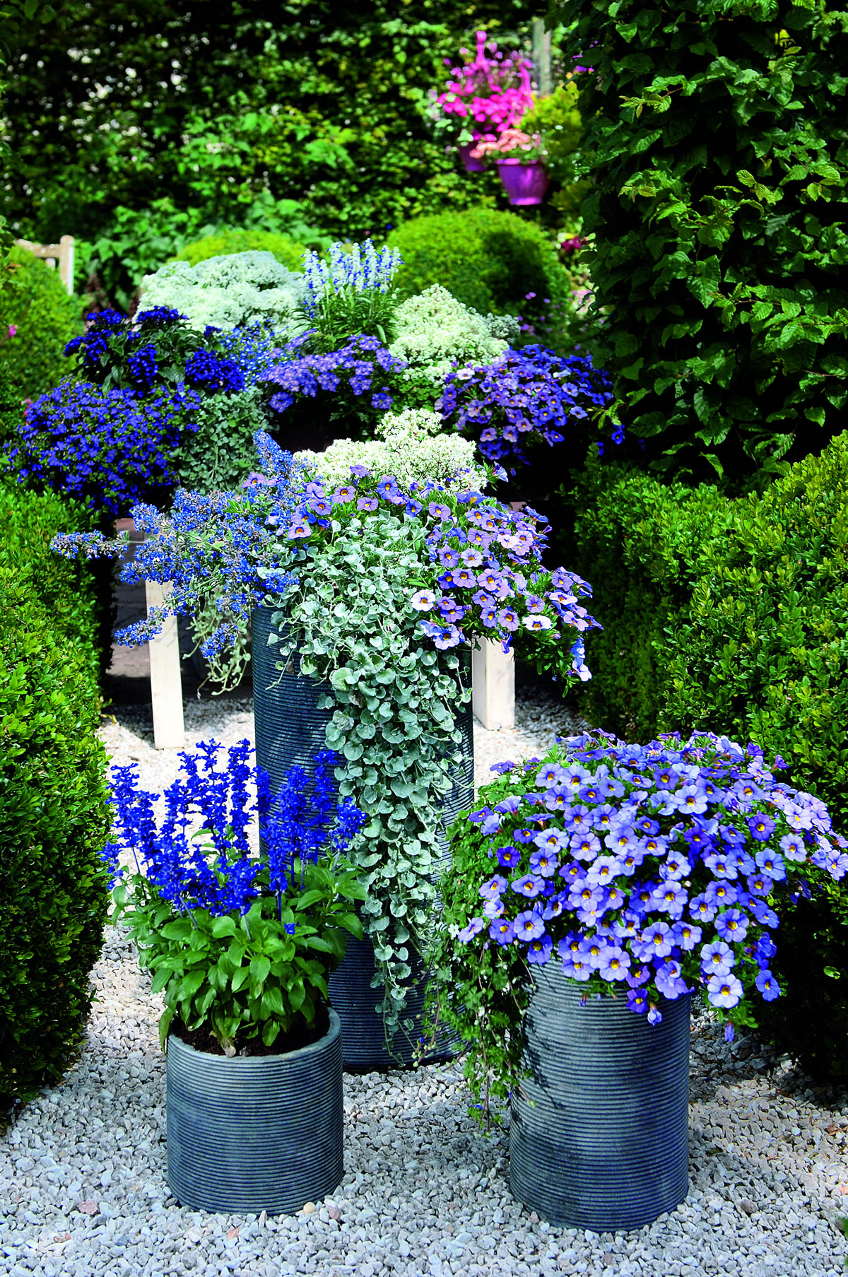 Beet und Balkonpflanzen Blumen Saaletal