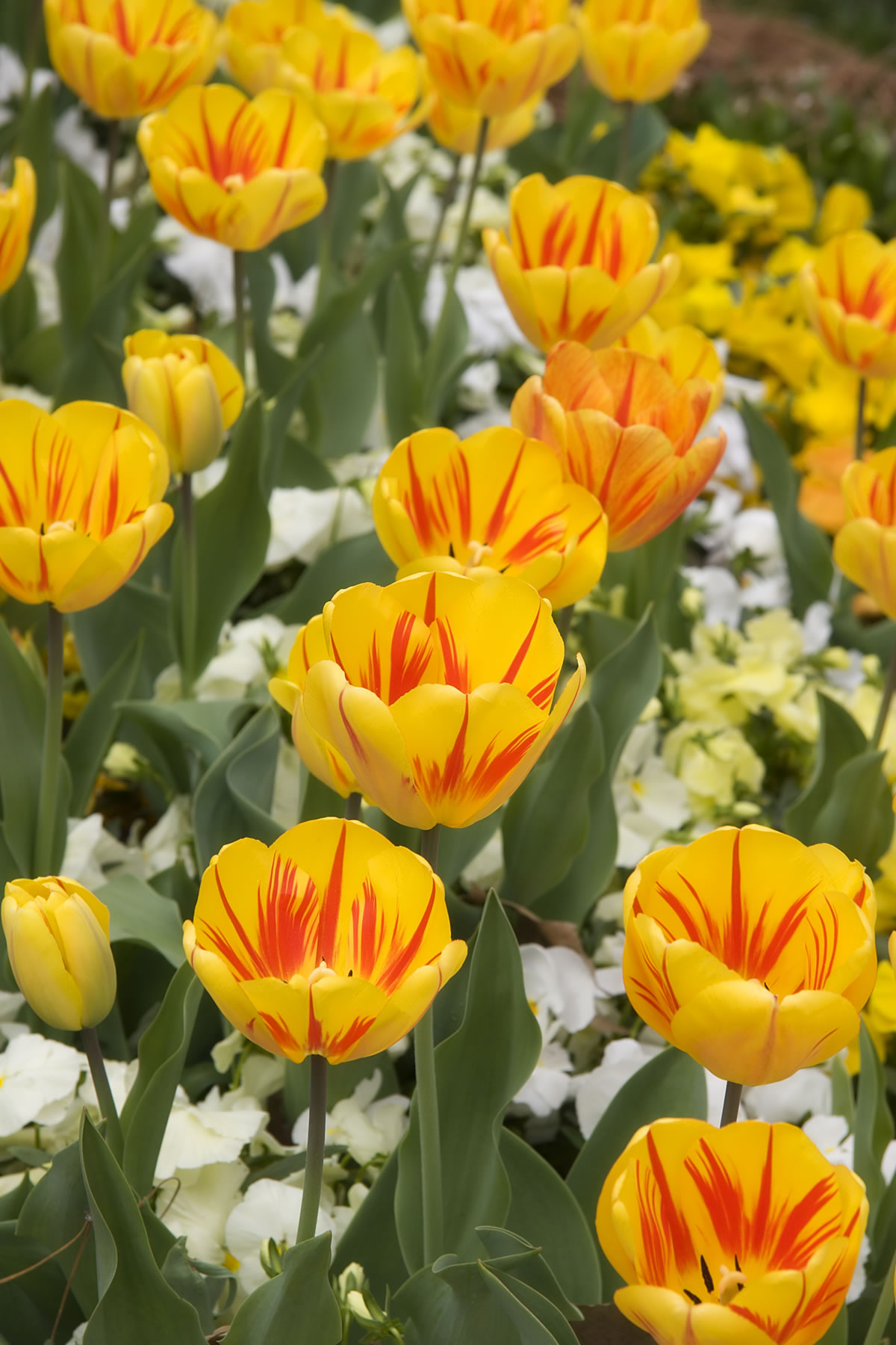 Frühjahrsblüher - Blumen Saaletal